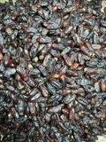 Irani Rubai Dates (Khajoor) – Fresh Imported Premium Quality